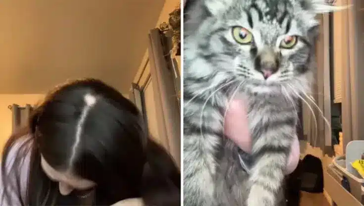 Gatto