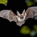 Ugo, il primo pipistrello italiano con gps: così seguiamo i suoi voli per proteggerlo meglio
