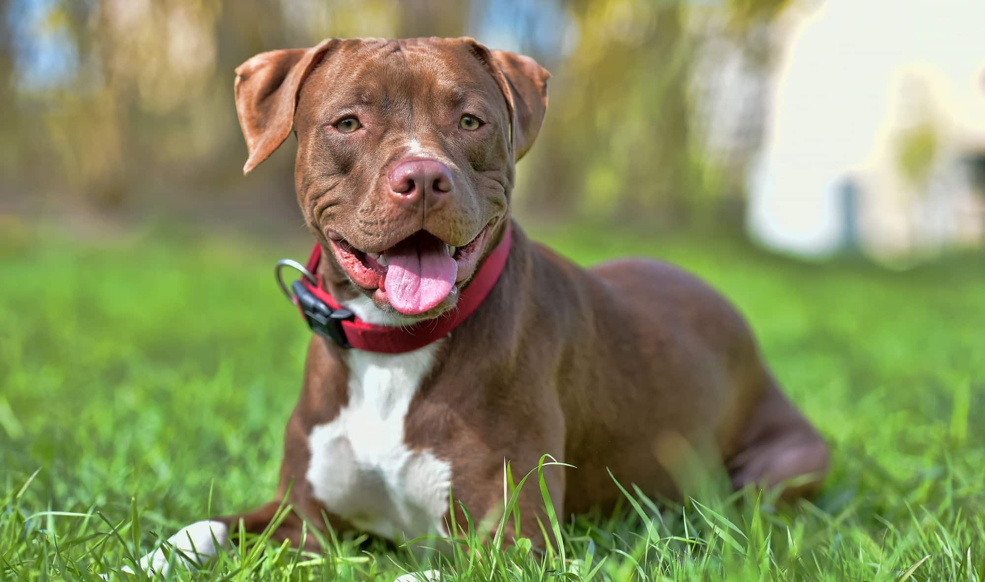 Pitbull, kabang