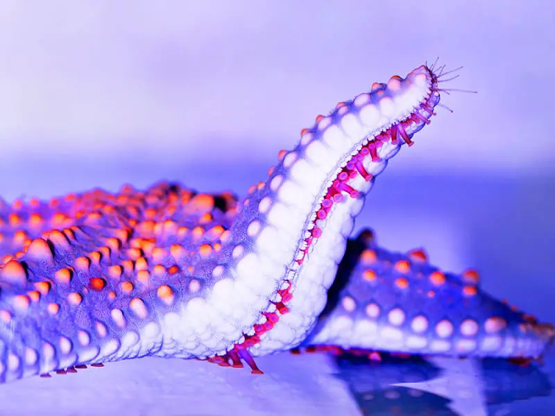 stella marina di girasole