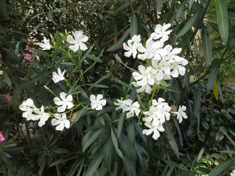 Oleander