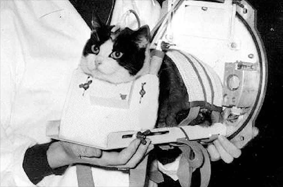 Animals in space 