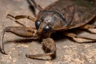 Insetti acquatici giganti