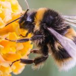 Impollinatori e clima: perché la specializzazione non segue l'equatore %impollinatori e clima: perché la specializzazione non segue l'equatorecount(title)% Impollinatori e clima: perché la specializzazione non segue l'equatore