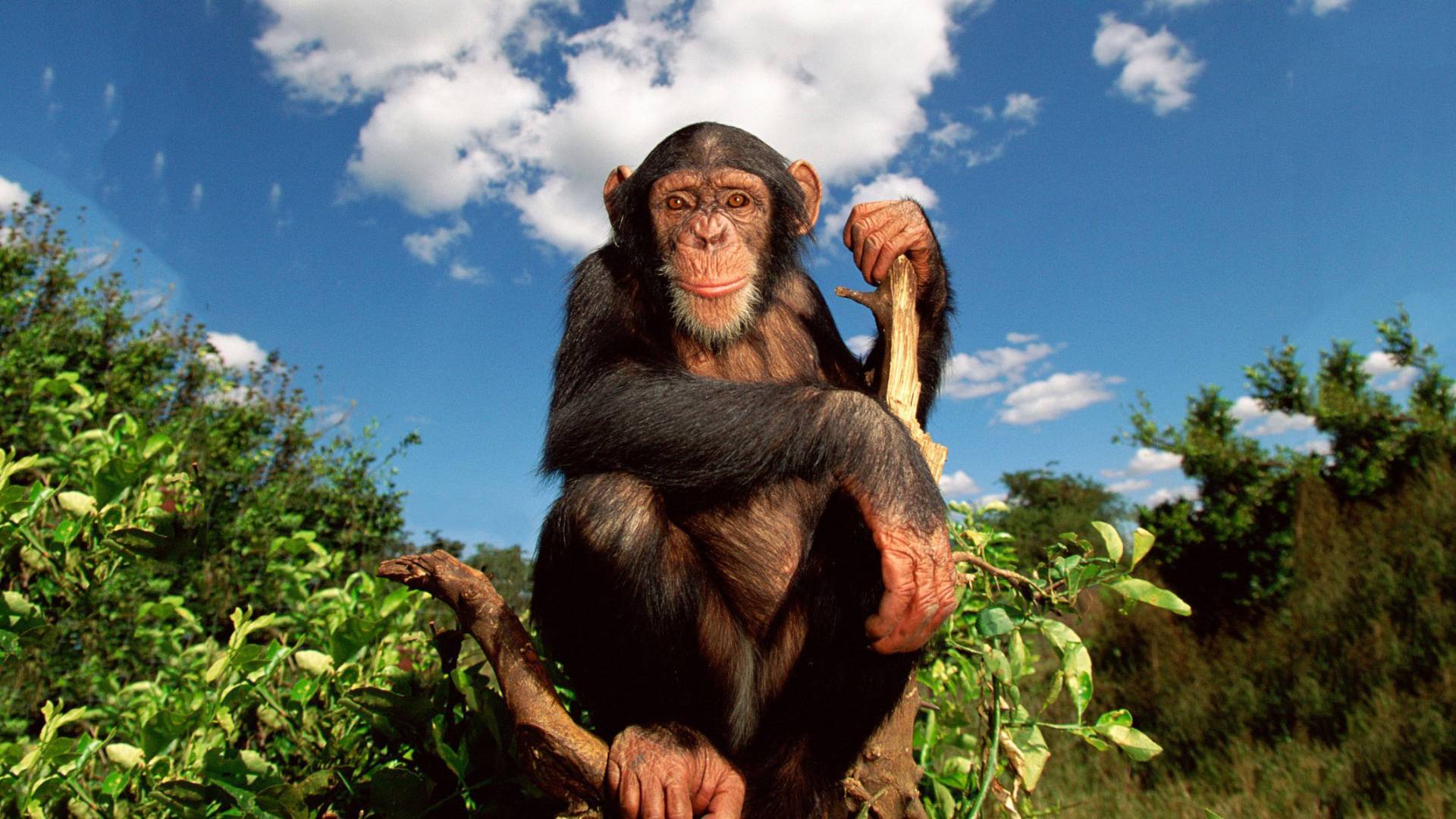 Chimpanzee wars have taught us that murder and cruelty are not just ...