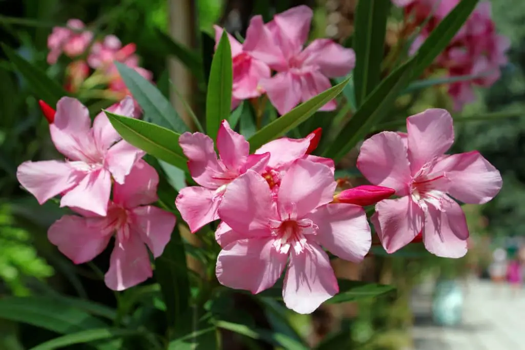 Oleander