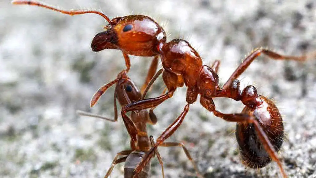 Red ants