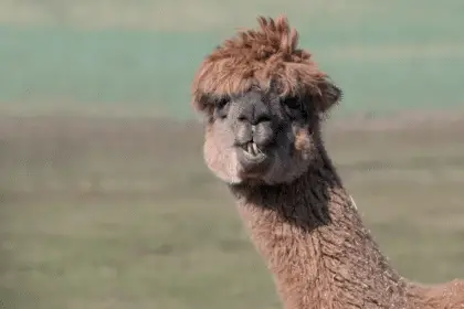 Alpaca