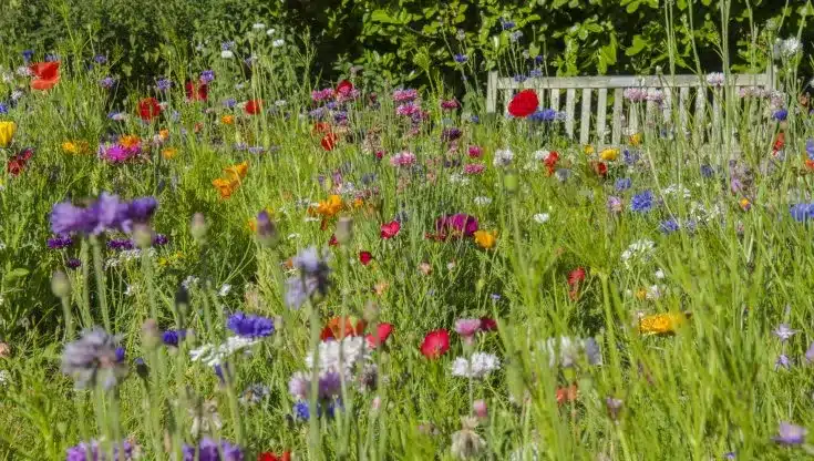 No mow may: ridurre la tosatura per favorire la biodiversità, ma non tutti sono d'accordo