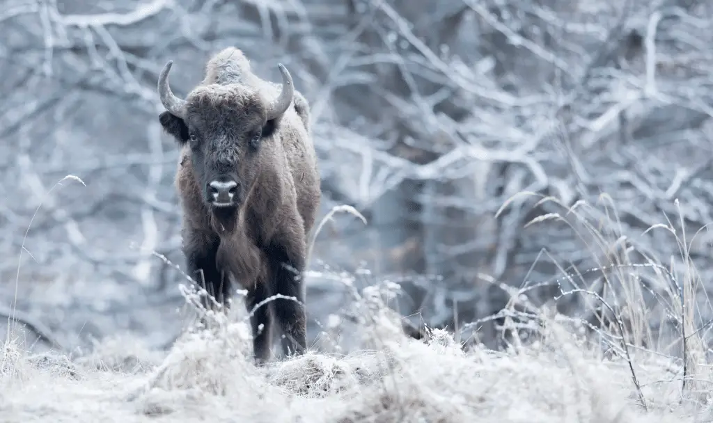 Un branco di bisonti aiuta a combattere il cambiamento climatico in romania