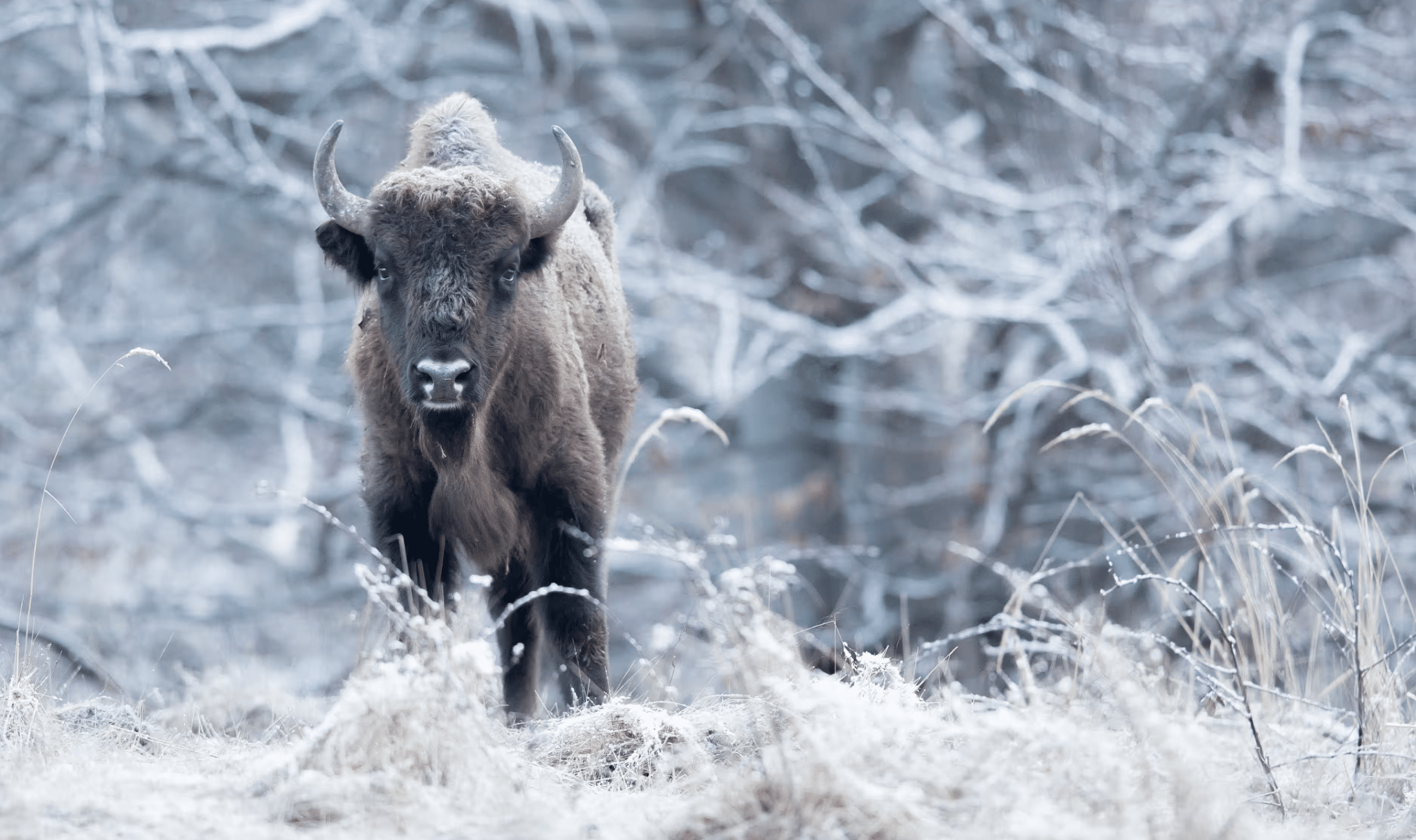 Bisonti