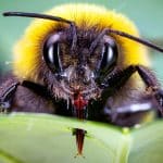 Perché lo smog rende i fiori più difficili da trovare per le api %perché lo smog rende i fiori più difficili da trovare per le apicount(title)% Perché lo smog rende i fiori più difficili da trovare per le api