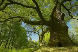 Biodiversità