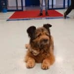 Perugia: cane salva il padrone portandolo al pronto soccorso %perugia: cane salva il padrone portandolo al pronto soccorsocount(title)% Perugia: cane salva il padrone portandolo al pronto soccorso
