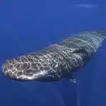 capodogli