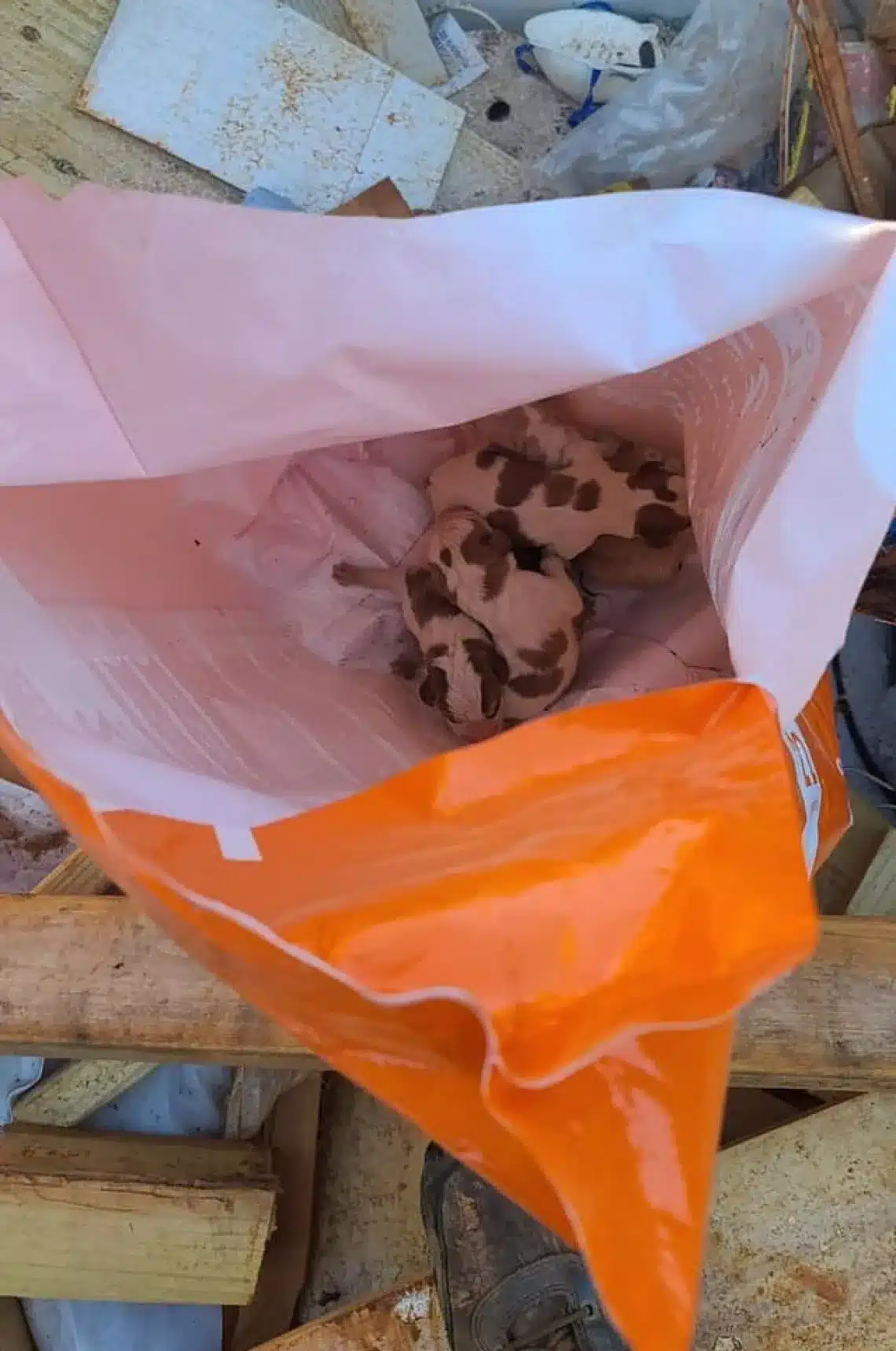 Cuccioli. Abbandonati