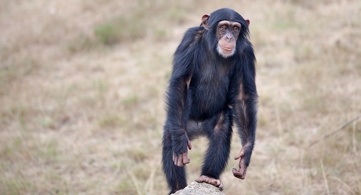 Chimpanzee