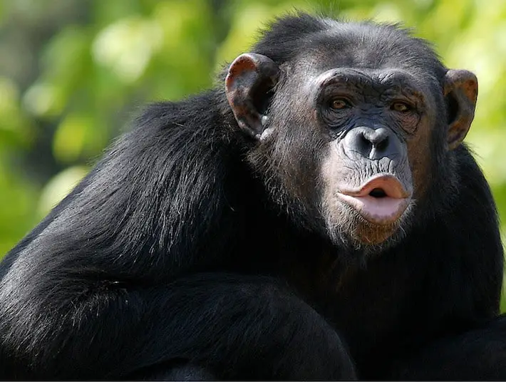 Chimpanzee