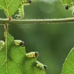 Non usare il tuo pesticida: ecco perché dovresti lasciare che gli insetti mangino le tue piante %non usare il tuo pesticida: ecco perché dovresti lasciare che gli insetti mangino le tue piantecount(title)% Non usare il tuo pesticida: ecco perché dovresti lasciare che gli insetti mangino le tue piante