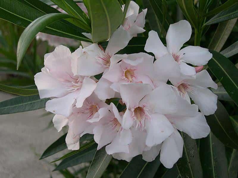 Oleander