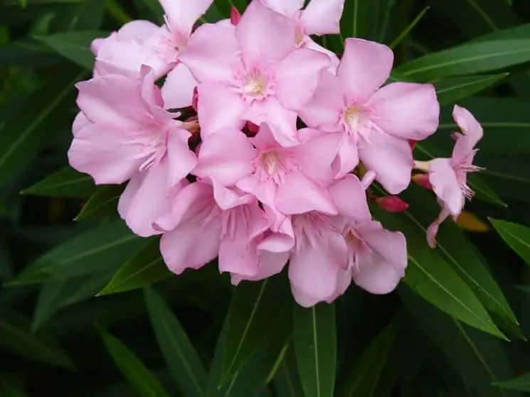 Oleander