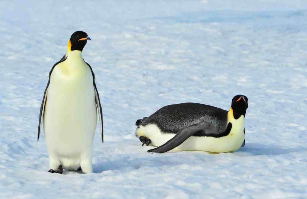 emperor penguins