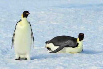 Pinguini imperatore