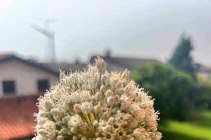 Fiori di porro