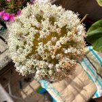 I fiori di porro: un tesoro nascosto nella tua cucina