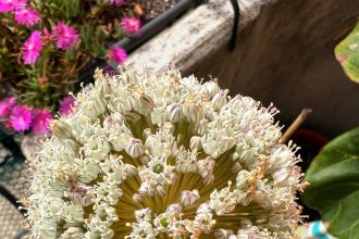 Fiori di porro