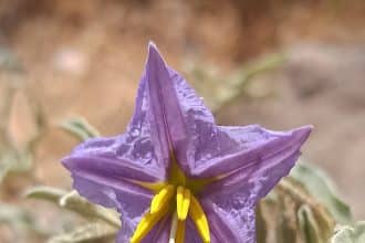 Solanum-elaeagnifolium