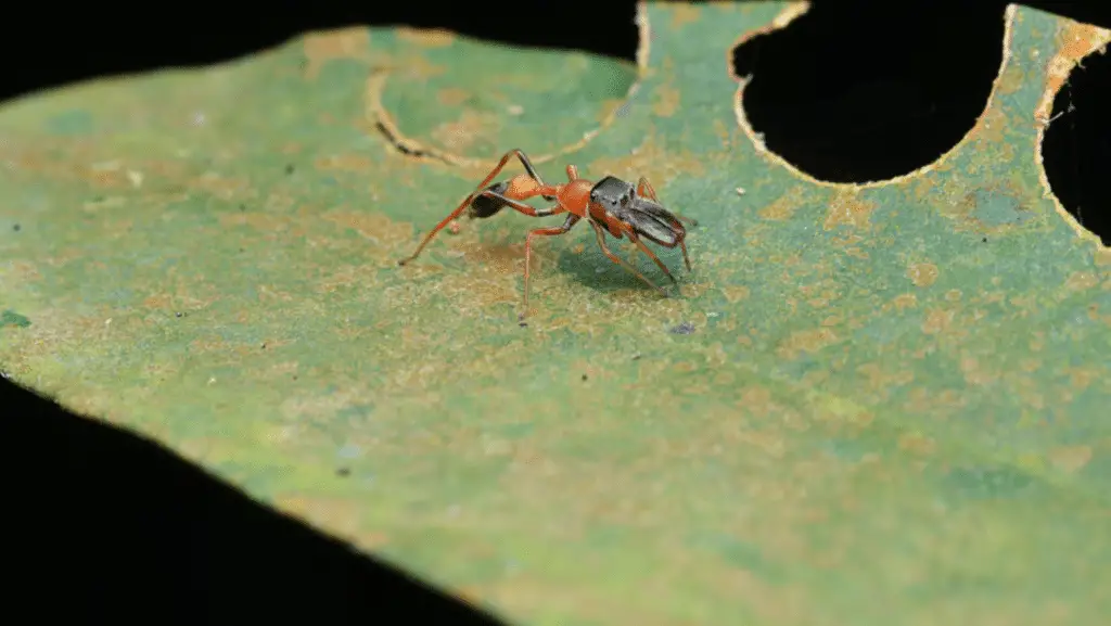 Le femmine di ragno (toxeus magnus) che vivono più a lungo grazie alla cura dei figli