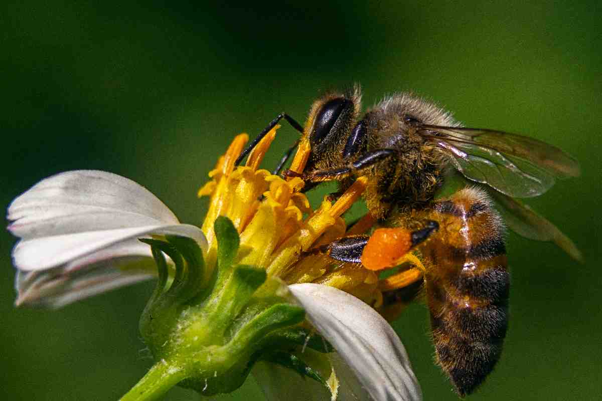 Impollinatori e clima: perché la specializzazione non segue l'equatore %impollinatori e clima: perché la specializzazione non segue l'equatorecount(title)% Ape su un fiore, esempio di interazione tra pianta e impollinatore