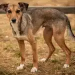 Il cane toby e la lotta contro la depressione di luigi
