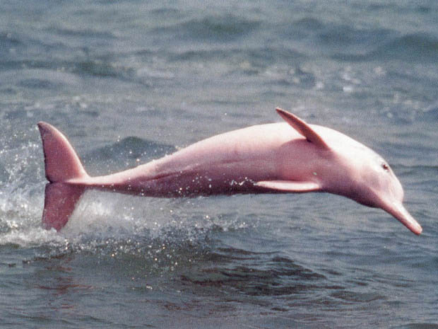 Delfini rosa