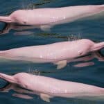 Perché i delfini nuotano così veloci? La risposta è nei vortici %perché i delfini nuotano così veloci? La risposta è nei vorticicount(title)% Perché i delfini nuotano così veloci? La risposta è nei vortici