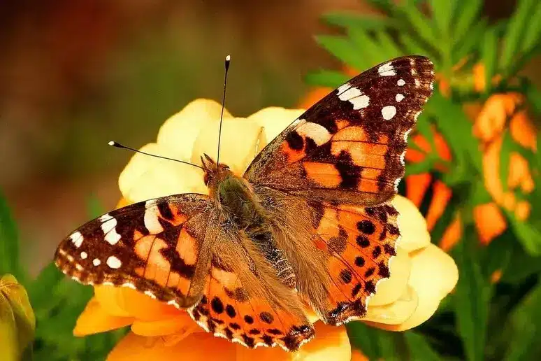 Il volo record delle farfalle vanessa cardui: 4. 200 km sopra l'atlantico