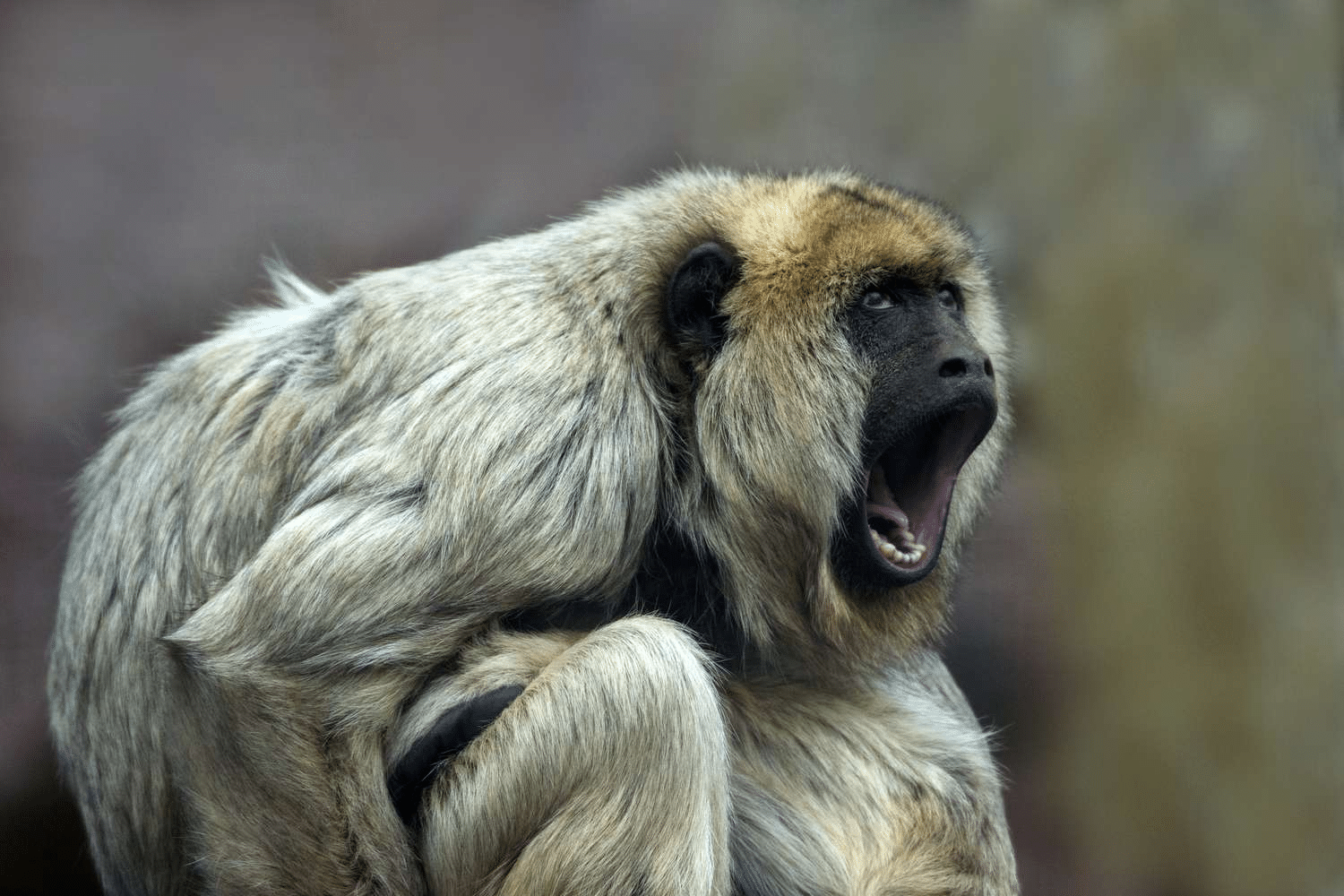 I dipendenti di neuralink ammettono che l'azienda ha ucciso finora 1. 500 animali %i dipendenti di neuralink ammettono che l'azienda ha ucciso finora 1. 500 animalicount(title)% Top 5 animali con la voce più potente: quali sono? Neuralink