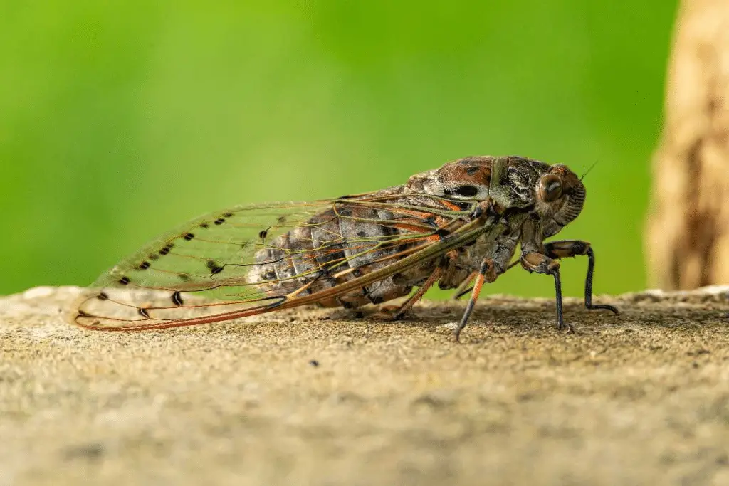 Top 5 animali con la voce più potente: quali sono?