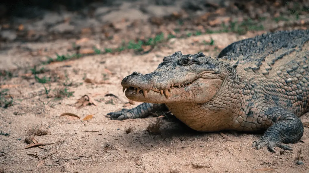 Top 5 animali con la voce più potente: quali sono?