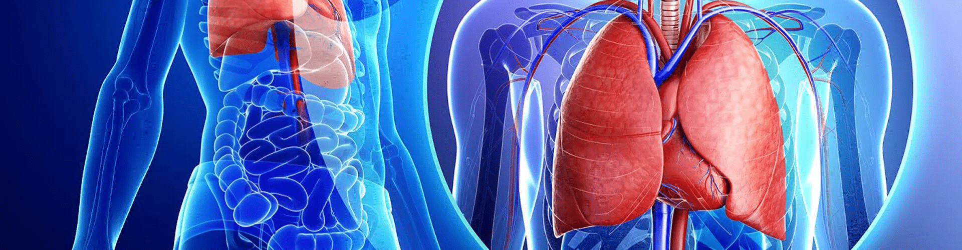 Macrofagi polmonari: come l’immunità di tipo 2 cambia l’influenza %macrofagi polmonari: come l’immunità di tipo 2 cambia l’influenzacount(title)% Rappresentazione di cuore e polmoni, sede della risposta immunitaria studiata
