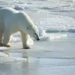Il riscaldamento globale minaccia gli orsi bianchi della baia di hudson %il riscaldamento globale minaccia gli orsi bianchi della baia di hudsoncount(title)% Il riscaldamento globale minaccia gli orsi bianchi della baia di hudson
