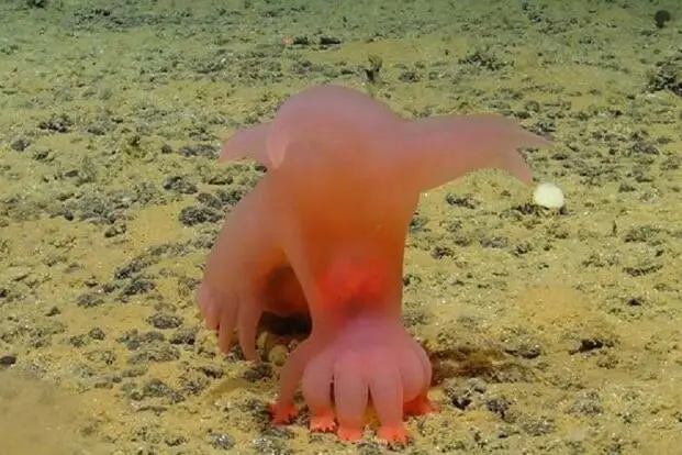 porcellino di mare rosa