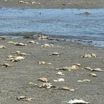 Polpi contro il granchio blu a cesenatico: può funzionare il controllo biologico in mare?