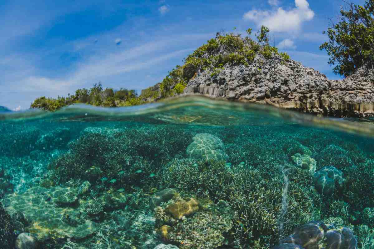 Barriera corallina tropicale esposta al riscaldamento degli oceani