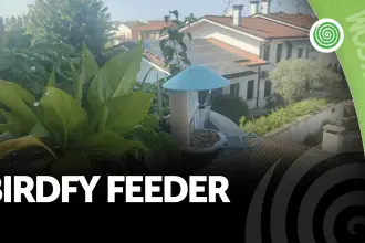 Birdfy feeder