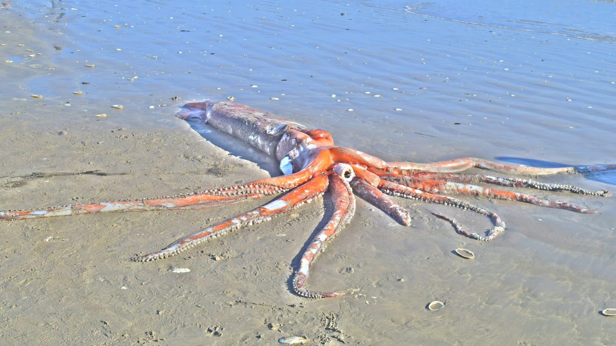 Perché i polpi sono così intelligenti? Il dna ripiegato svela un indizio %perché i polpi sono così intelligenti? Il dna ripiegato svela un indiziocount(title)% Calamaro in mare, immagine illustrativa dei cefalopodi