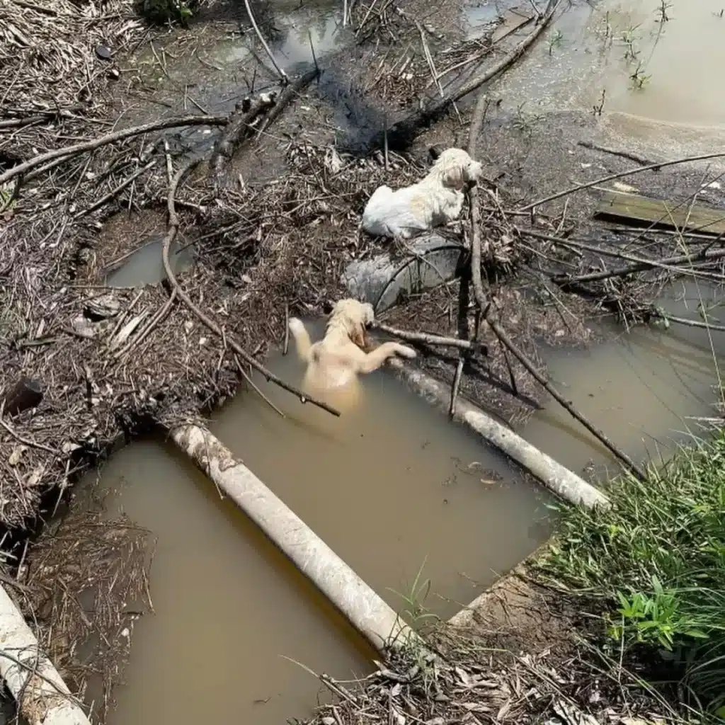 Gettati da un auto due cuccioli salvati da un ruscello