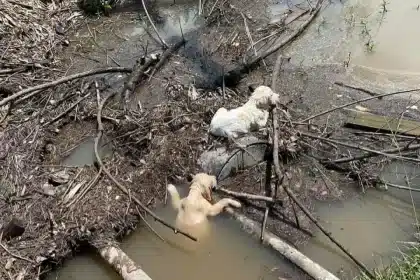 Gettati da un auto due cuccioli salvati da un ruscello