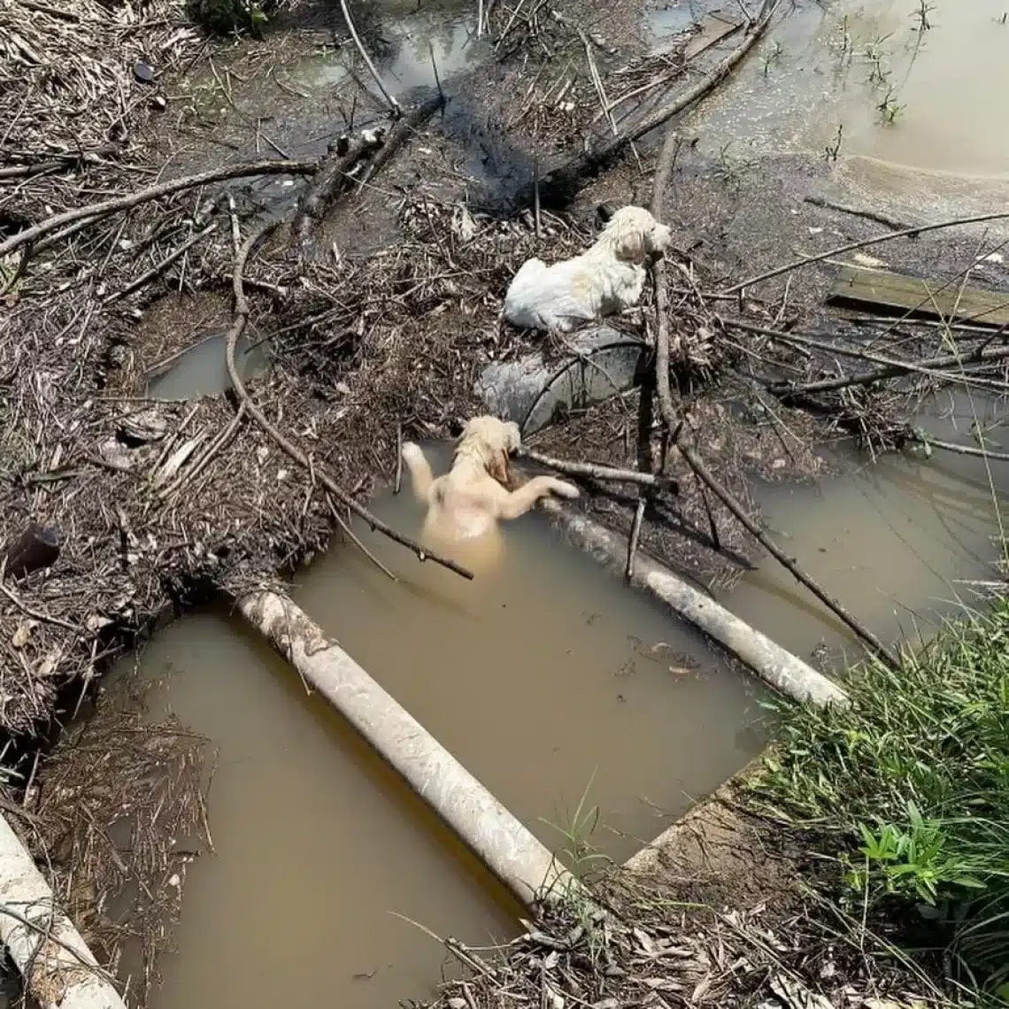Gettati da un auto due cuccioli salvati da un ruscello